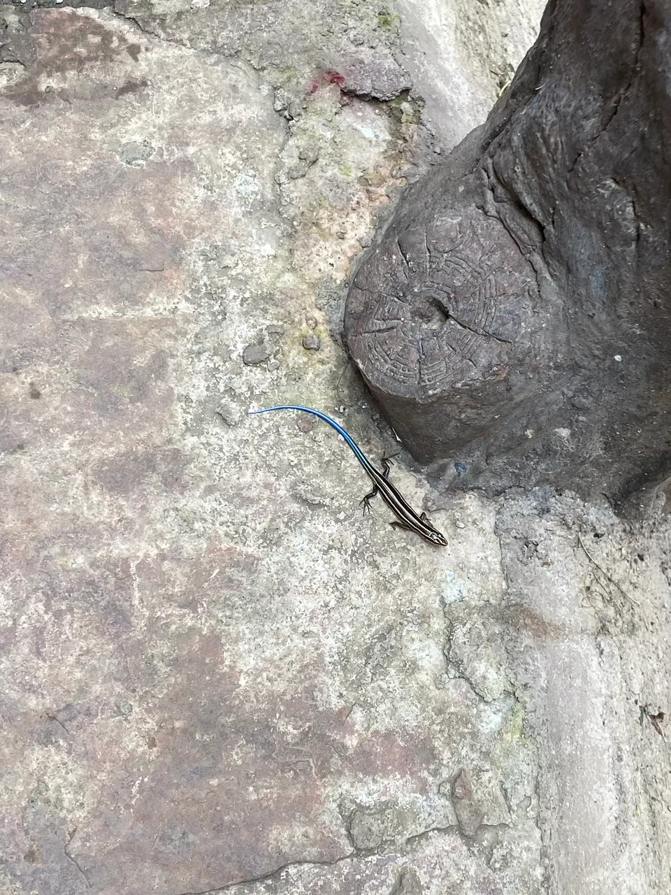 Blue-tailed skink